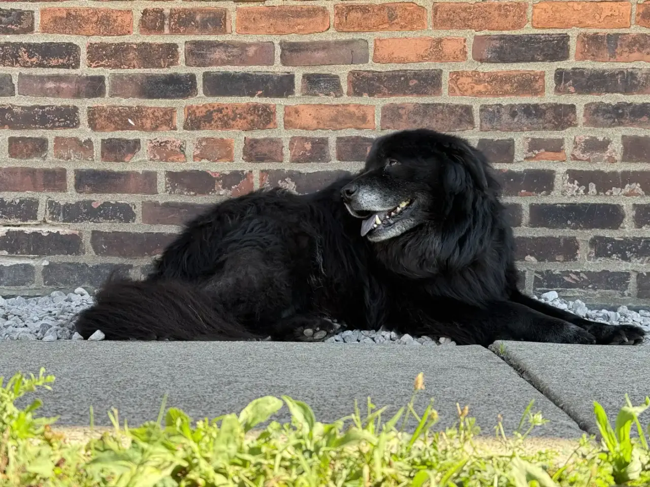 A dog resting calmly between play sessions at Beegan K9 dog daycare Cleveland