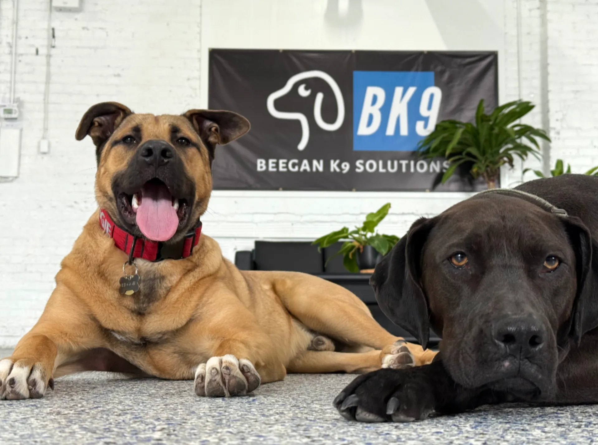Two dogs resting calmly together at Beegan K9, where the day is capped at 12 dogs
