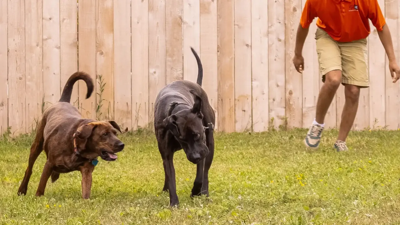 Two dogs in a small playgroup at Beegan K9 dog daycare Cleveland