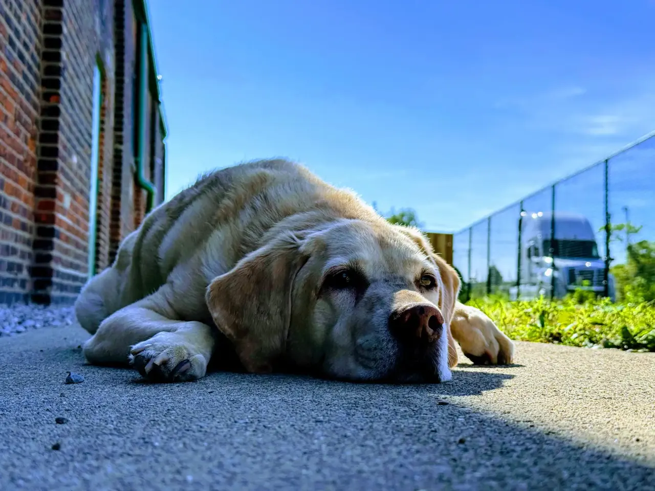 Dog resting calmly in a quiet rest area at Beegan K9 dog daycare