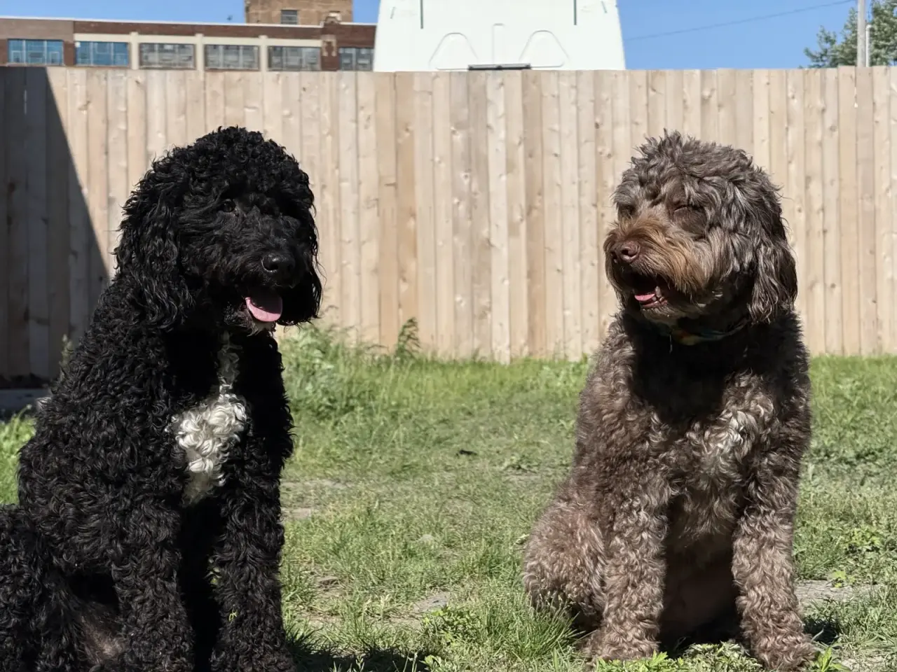 Outdoor space at Beegan K9 small group dog daycare Cleveland